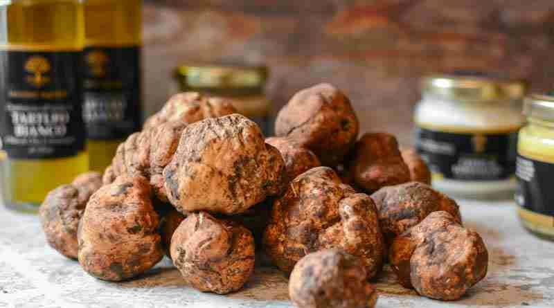 tartufo bianchetto marzuolo