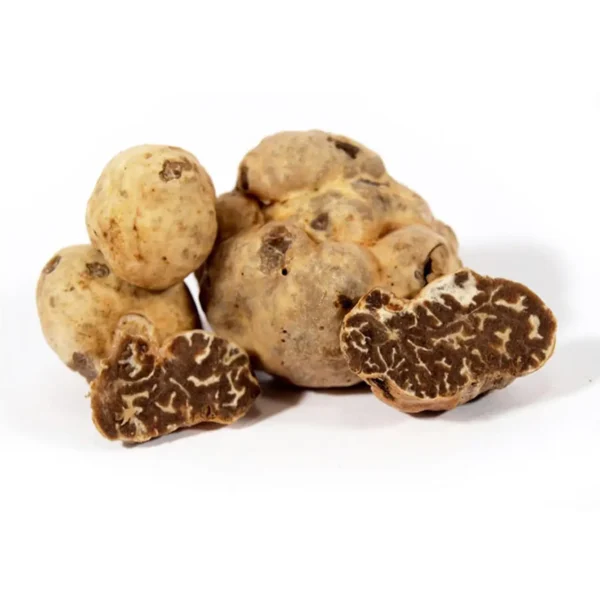 tartufo-bianchetto-marzuolo-tuber-borchii-vitt.webp